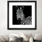 Zebra II by Debra Van Swearingen on GIANT ART - white animals