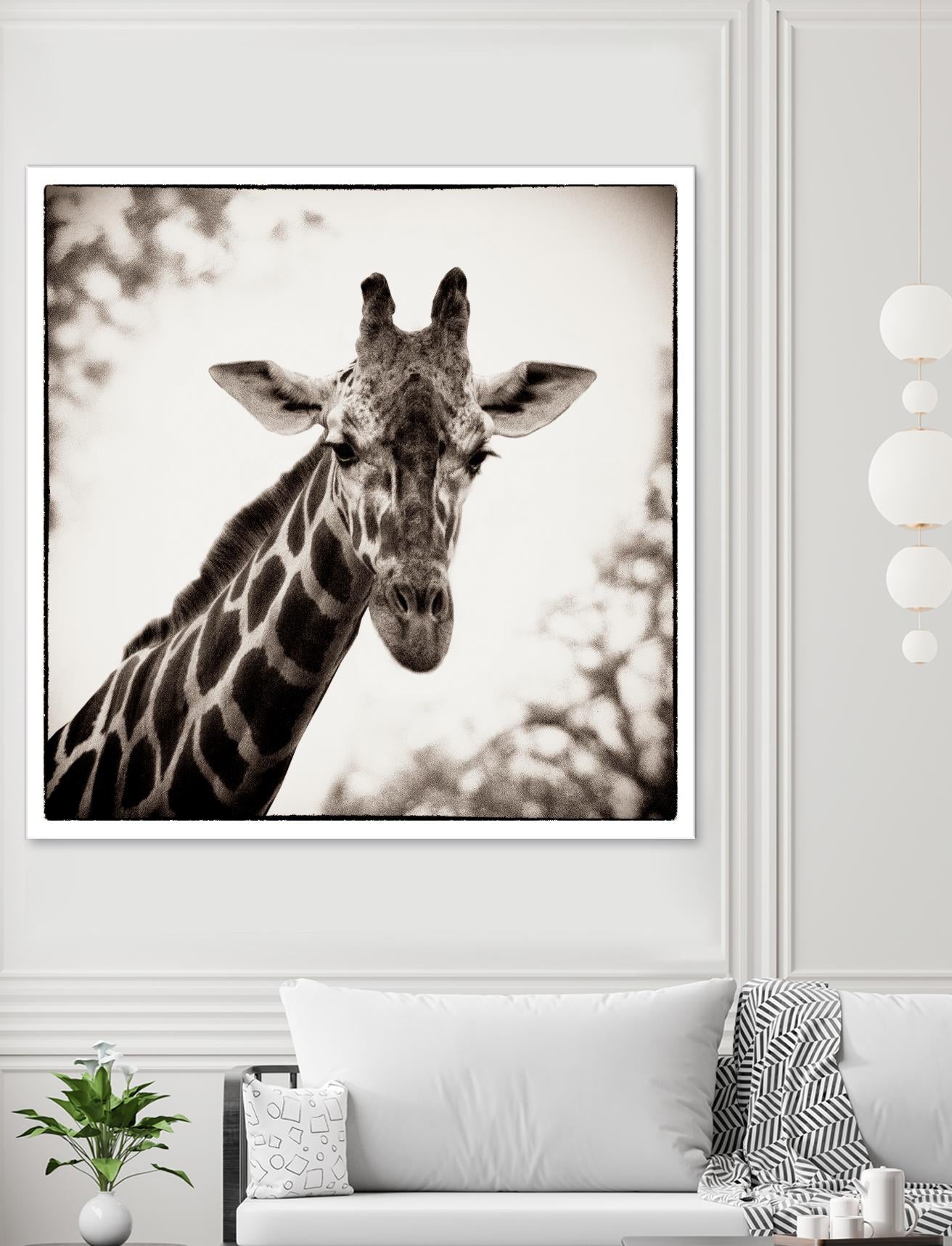 Giraffe I by Debra Van Swearingen on GIANT ART - grey animals