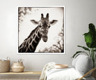 Giraffe I by Debra Van Swearingen on GIANT ART - grey animals