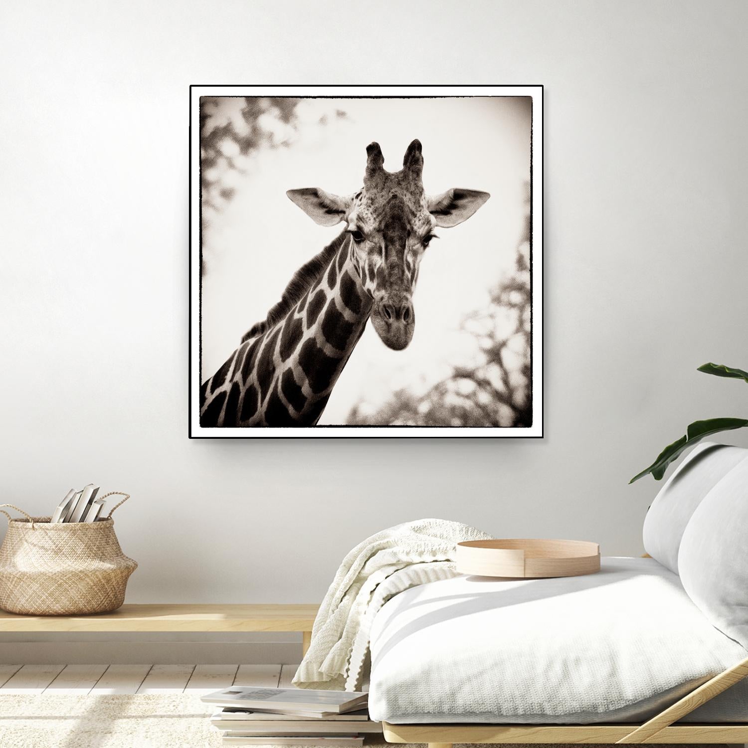 Giraffe I by Debra Van Swearingen on GIANT ART - grey animals