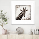 Giraffe I by Debra Van Swearingen on GIANT ART - grey animals