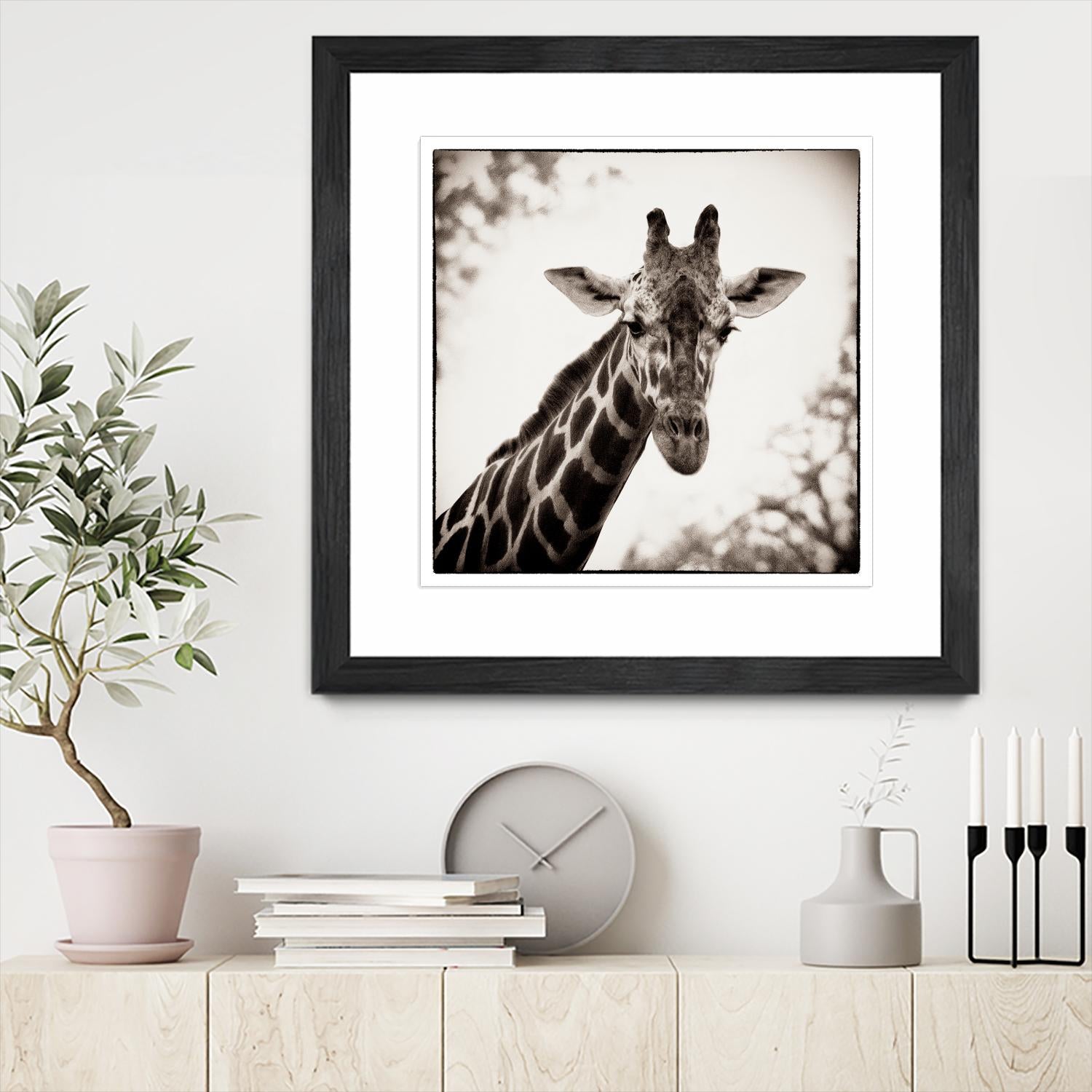 Giraffe I by Debra Van Swearingen on GIANT ART - grey animals