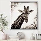 Giraffe I by Debra Van Swearingen on GIANT ART - grey animals