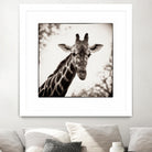 Giraffe I by Debra Van Swearingen on GIANT ART - grey animals