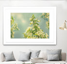 Spring Beauty II by Sue Schlabach on GIANT ART - white floral