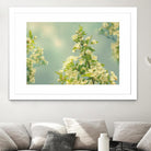 Spring Beauty II by Sue Schlabach on GIANT ART - white floral