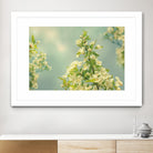 Spring Beauty II by Sue Schlabach on GIANT ART - white floral
