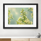 Spring Beauty II by Sue Schlabach on GIANT ART - white floral