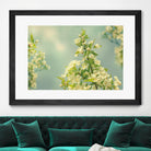 Spring Beauty II by Sue Schlabach on GIANT ART - white floral