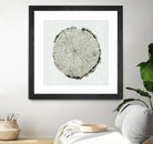 Woodland Years II by Sue Schlabach on GIANT ART - beige trees