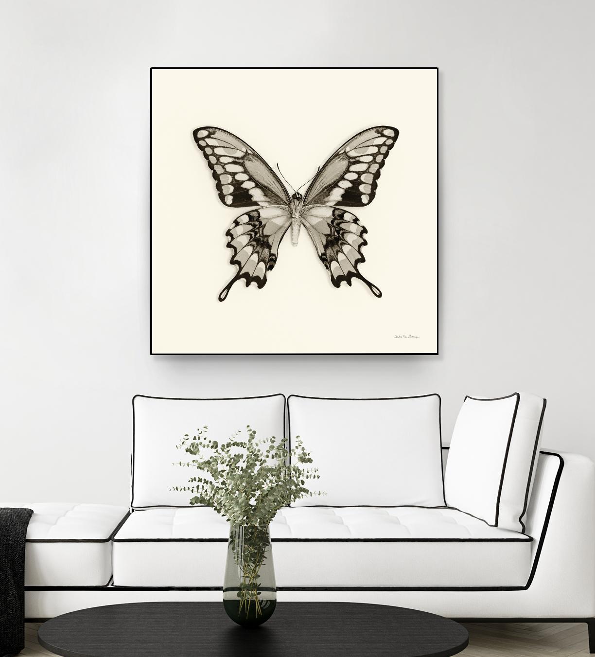 Butterfly VI BW Crop by Debra Van Swearingen on GIANT ART - beige animals