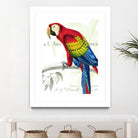 Parrot Botanique II by Portfolio on GIANT ART - red animal oiseau