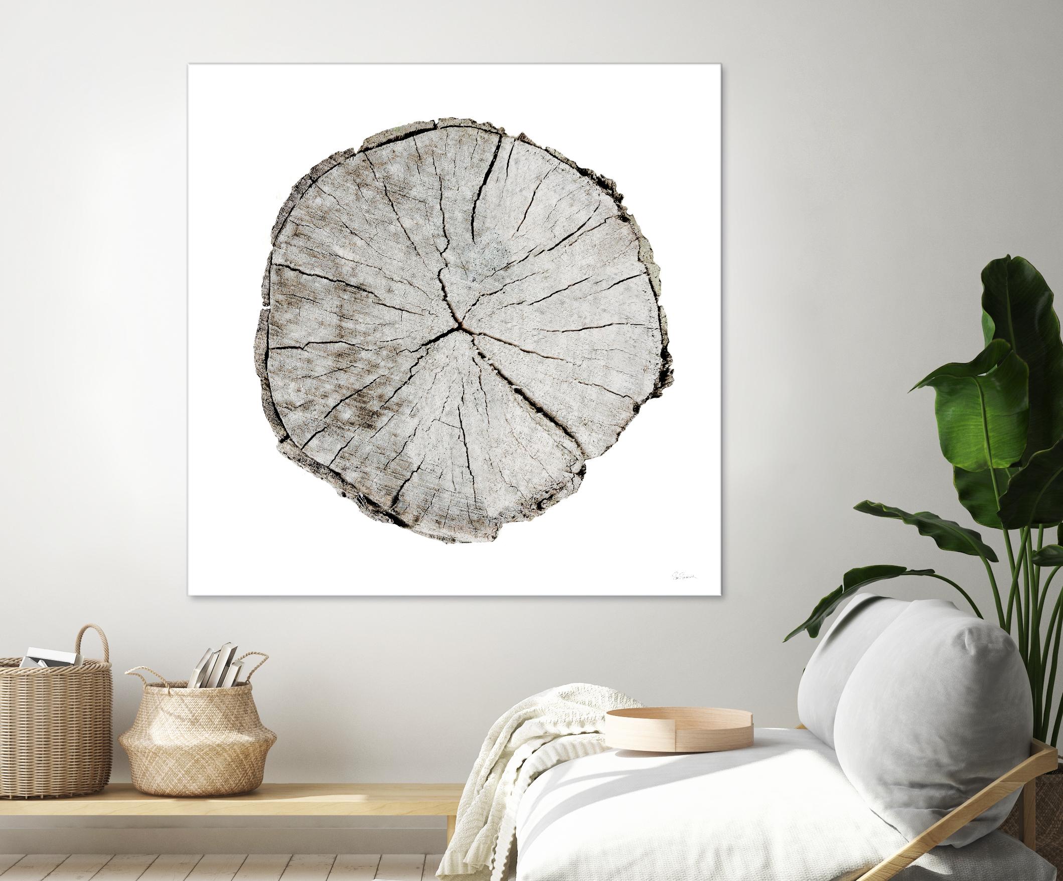 Woodland Years I on White by Sue Schlabach on GIANT ART - grey trees
