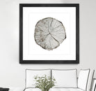 Woodland Years I on White by Sue Schlabach on GIANT ART - grey trees