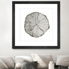 Woodland Years I on White by Sue Schlabach on GIANT ART - grey trees