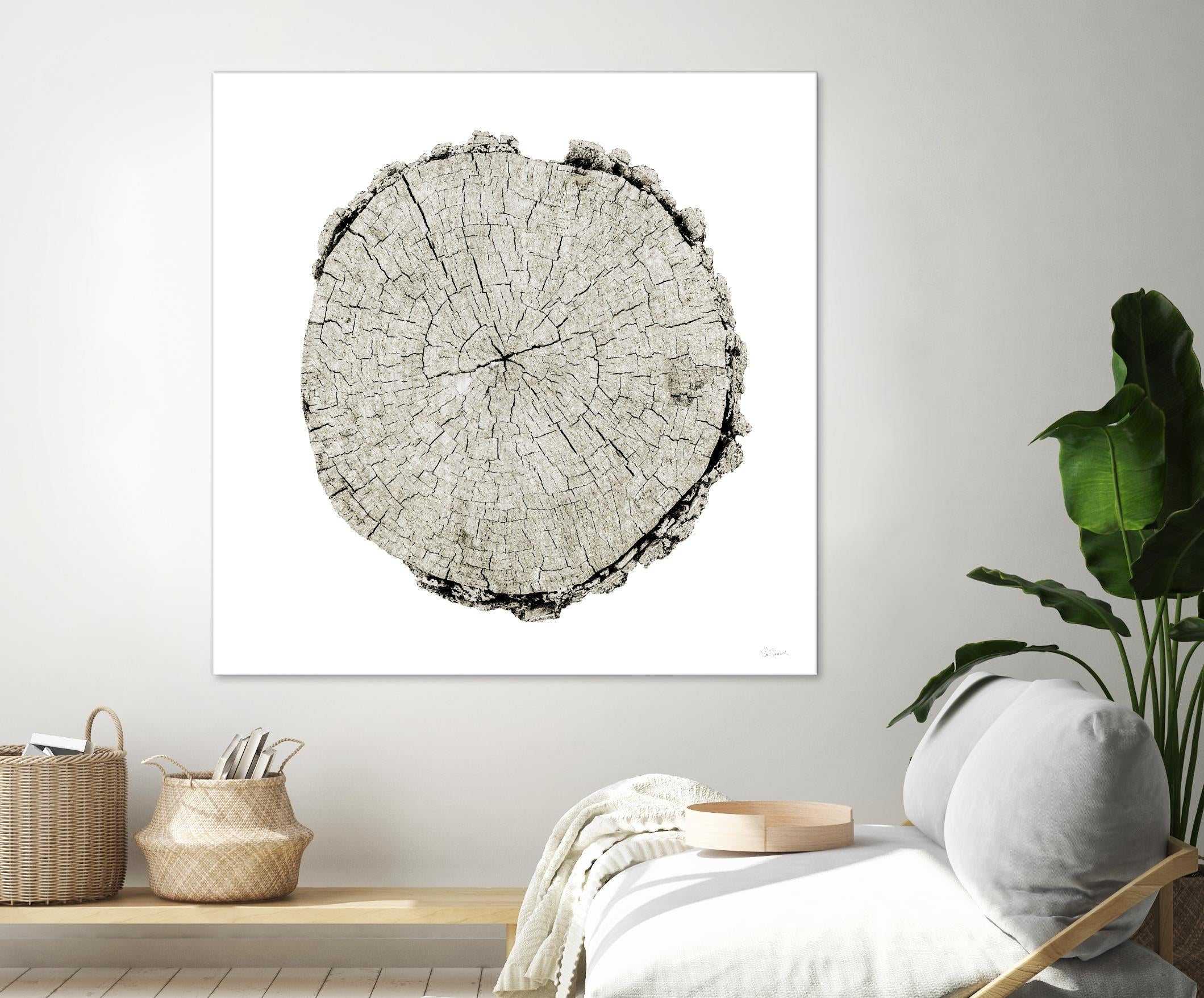 Woodland Years II on White by Sue Schlabach on GIANT ART - grey trees