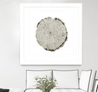 Woodland Years II on White by Sue Schlabach on GIANT ART - grey trees