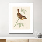 Engraved Birds I by Wild Apple Portfolio on GIANT ART - animals animal