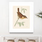 Engraved Birds I by Wild Apple Portfolio on GIANT ART - animals animal