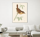 Engraved Birds I by Wild Apple Portfolio on GIANT ART - animals animal
