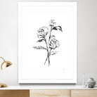 Line Ranunculus I by Chris Paschke on GIANT ART - florals black