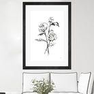 Line Ranunculus I by Chris Paschke on GIANT ART - florals black