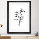 Line Ranunculus I by Chris Paschke on GIANT ART - florals black