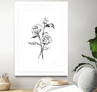 Line Ranunculus I by Chris Paschke on GIANT ART - florals black