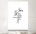 Line Ranunculus I by Chris Paschke on GIANT ART - florals black