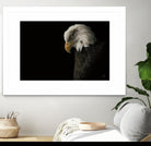 Eagle Bow by Nathan Larson on GIANT ART - white animals oiseau