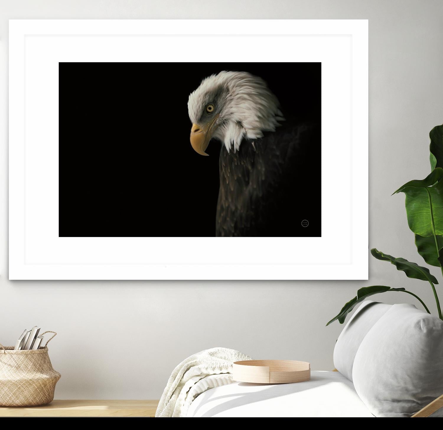 Eagle Bow by Nathan Larson on GIANT ART - white animals oiseau