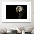 Eagle Bow by Nathan Larson on GIANT ART - white animals oiseau