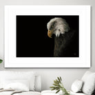 Eagle Bow by Nathan Larson on GIANT ART - white animals oiseau