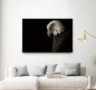 Eagle Bow by Nathan Larson on GIANT ART - animals american eagle