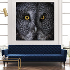 Great Grey Owl by Nathan Larson on GIANT ART - animals animals