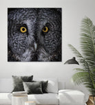 Great Grey Owl by Nathan Larson on GIANT ART - animals animals
