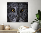 Great Grey Owl by Nathan Larson on GIANT ART - animals animals