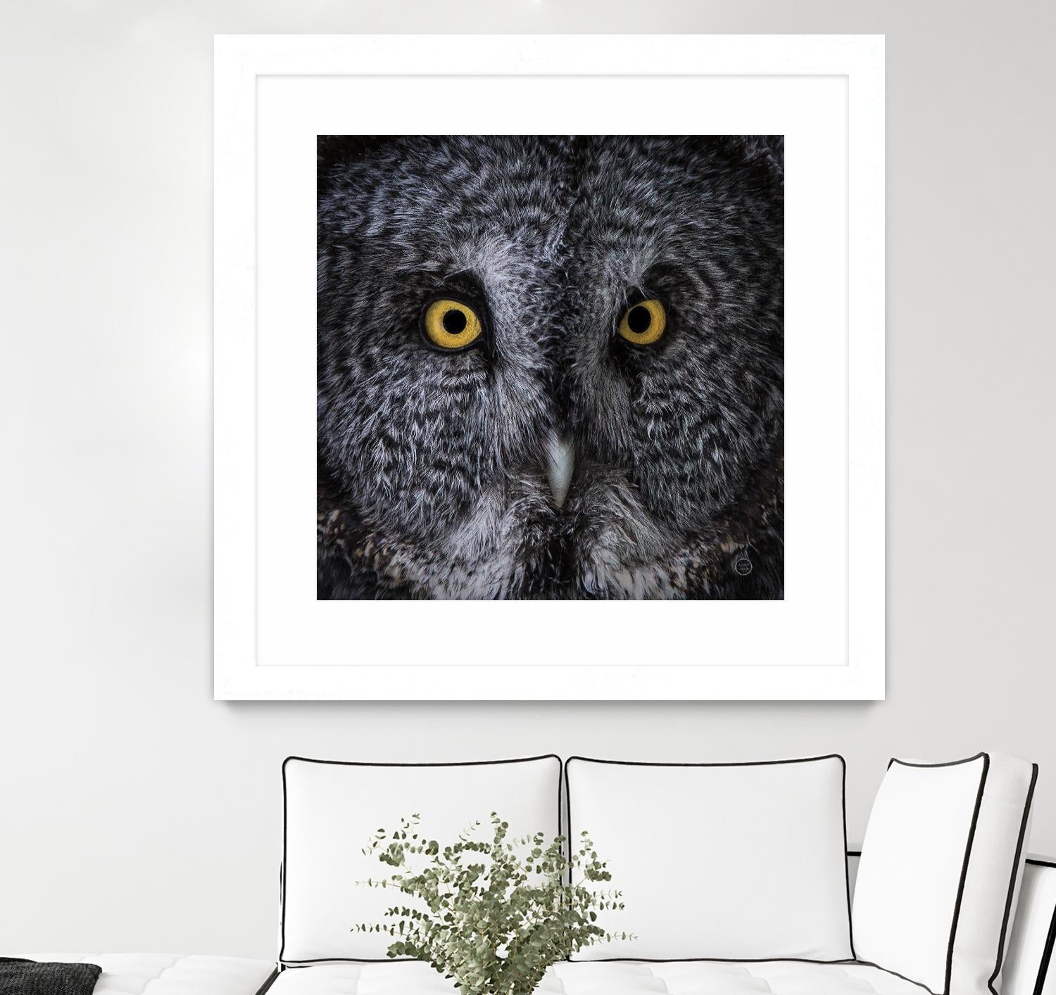 Great Grey Owl by Nathan Larson on GIANT ART - animals animals