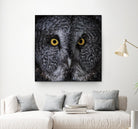 Great Grey Owl by Nathan Larson on GIANT ART - animals animals