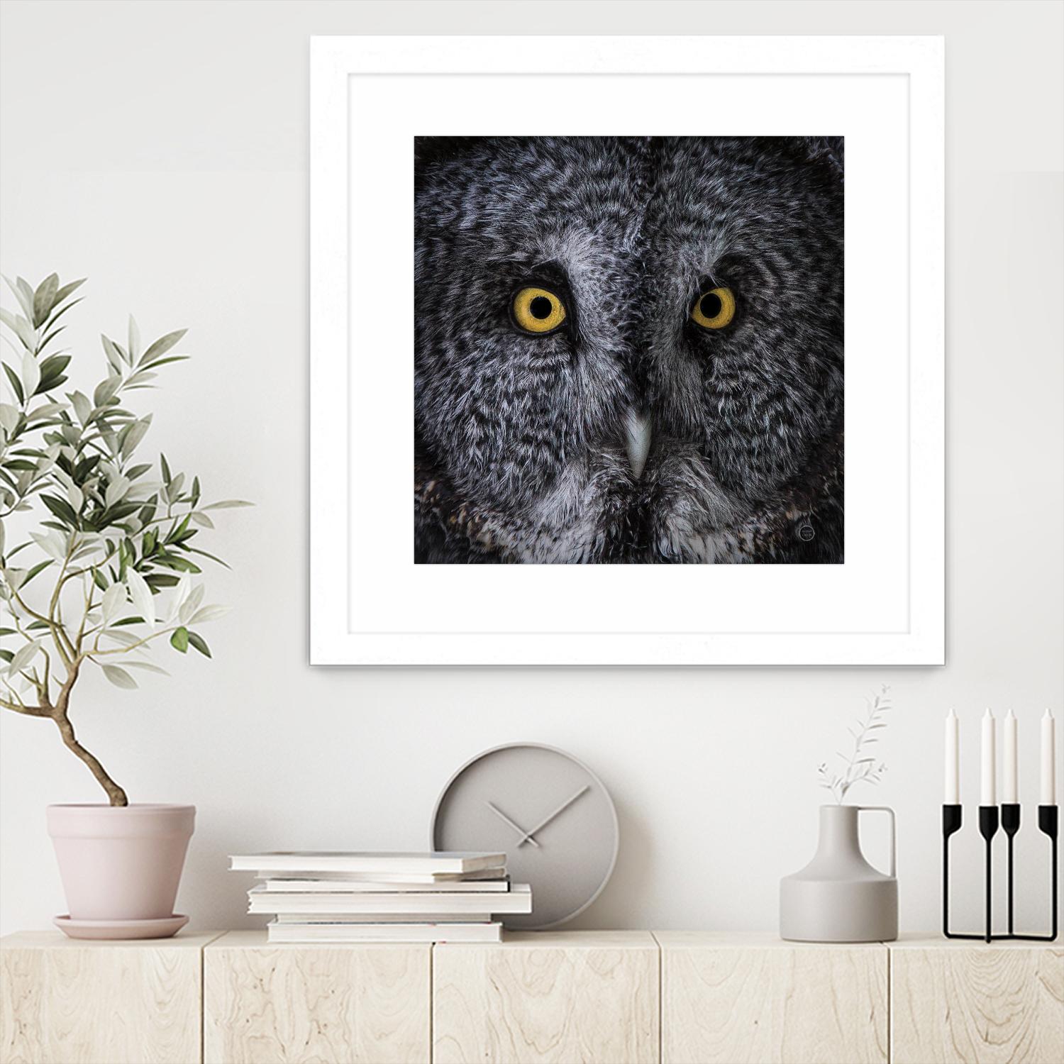 Great Grey Owl by Nathan Larson on GIANT ART - animals animals