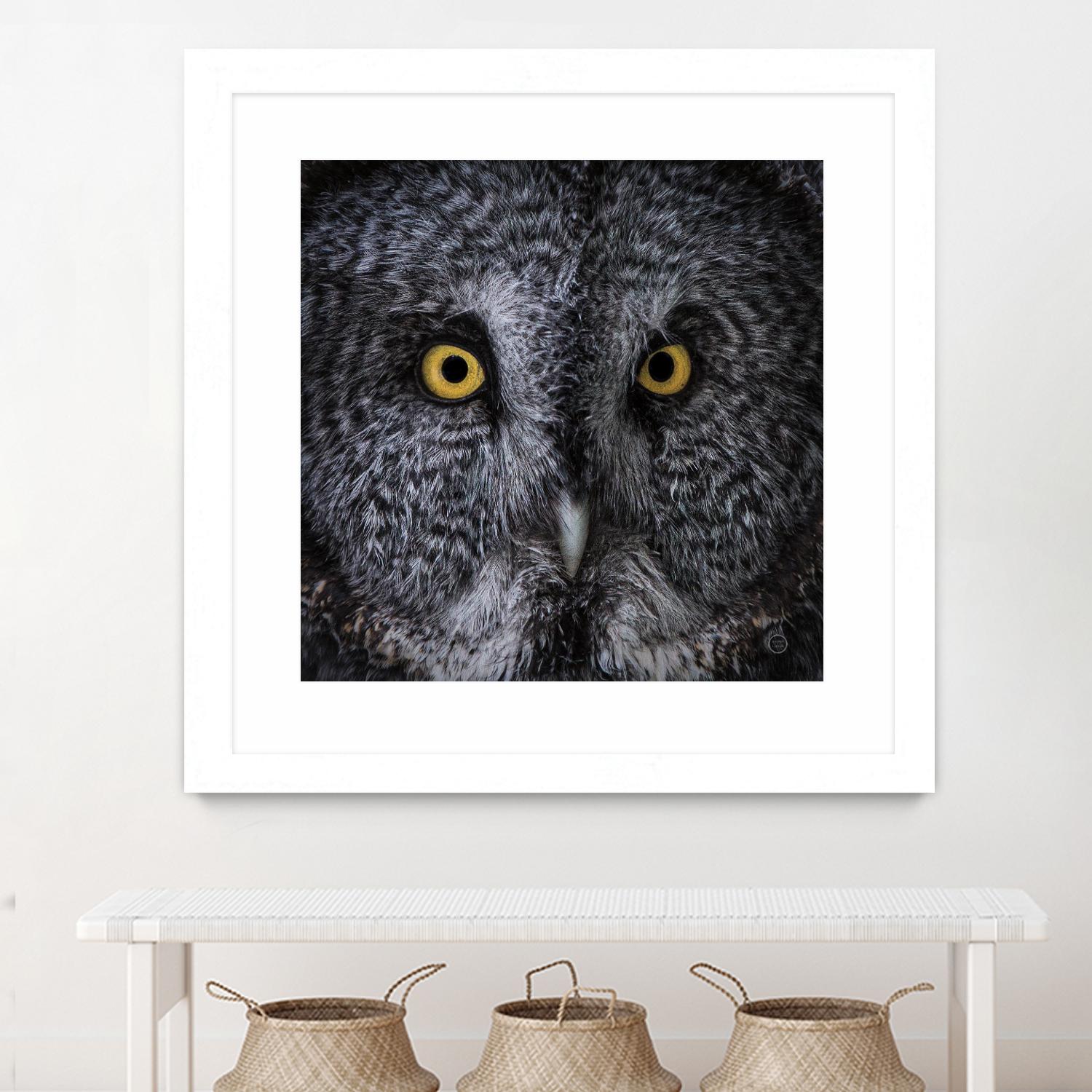 Great Grey Owl by Nathan Larson on GIANT ART - animals animals