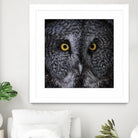 Great Grey Owl by Nathan Larson on GIANT ART - animals animals