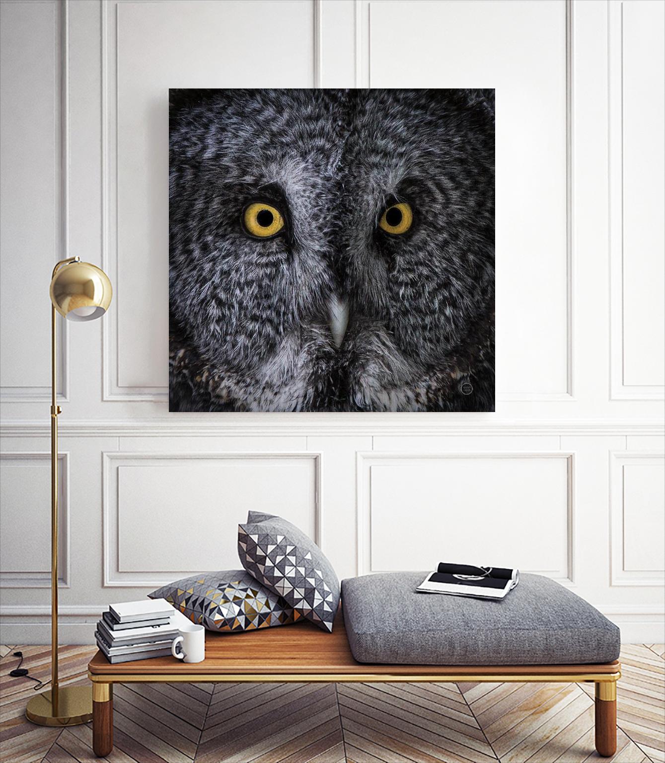 Great Grey Owl by Nathan Larson on GIANT ART - white animals close up