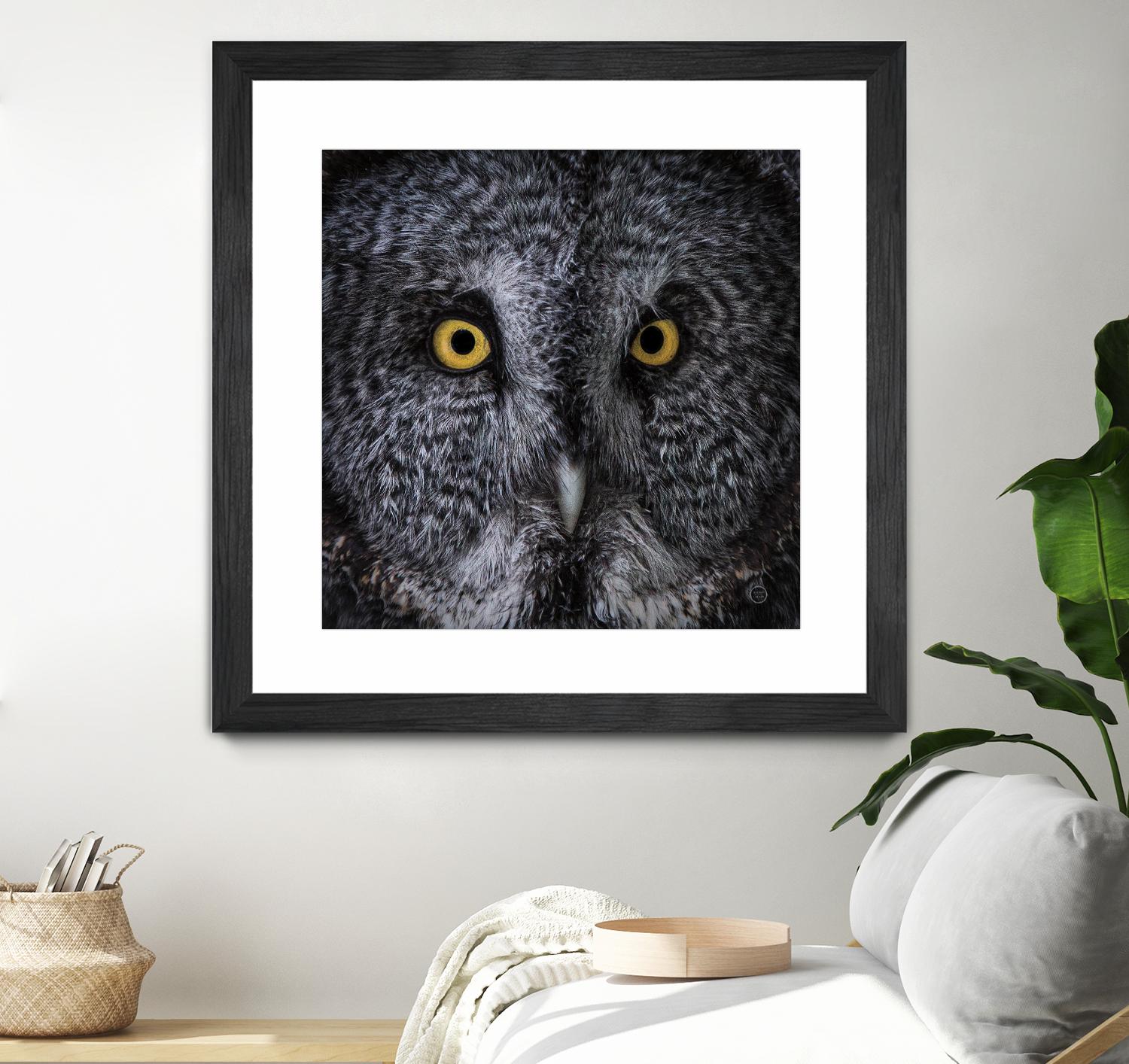 Great Grey Owl by Nathan Larson on GIANT ART - animals animals