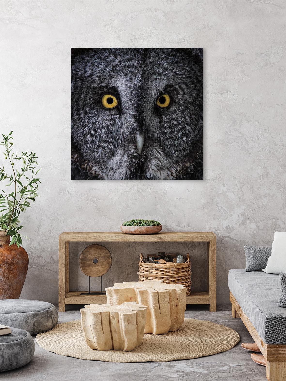 Great Grey Owl by Nathan Larson on GIANT ART - white animals close up