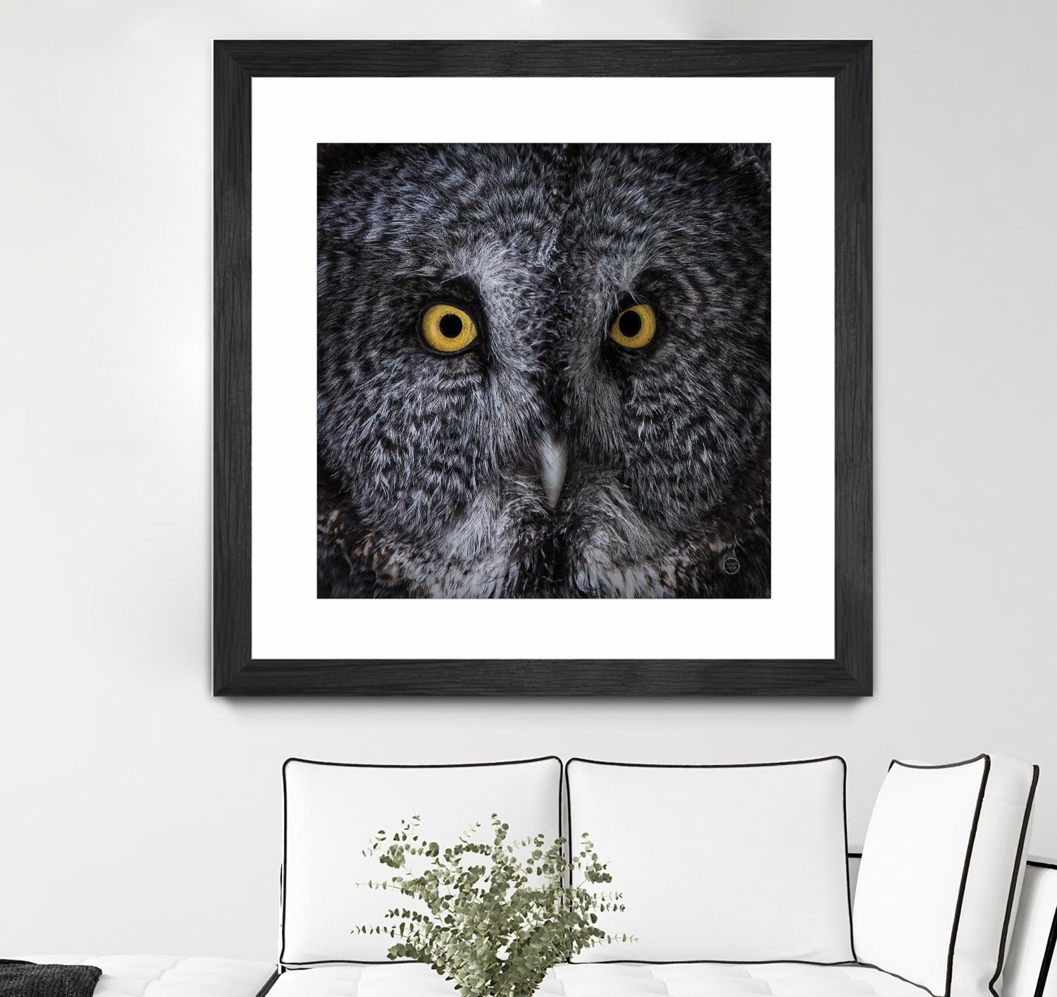 Great Grey Owl by Nathan Larson on GIANT ART - animals animals