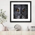 Great Grey Owl by Nathan Larson on GIANT ART - animals animals