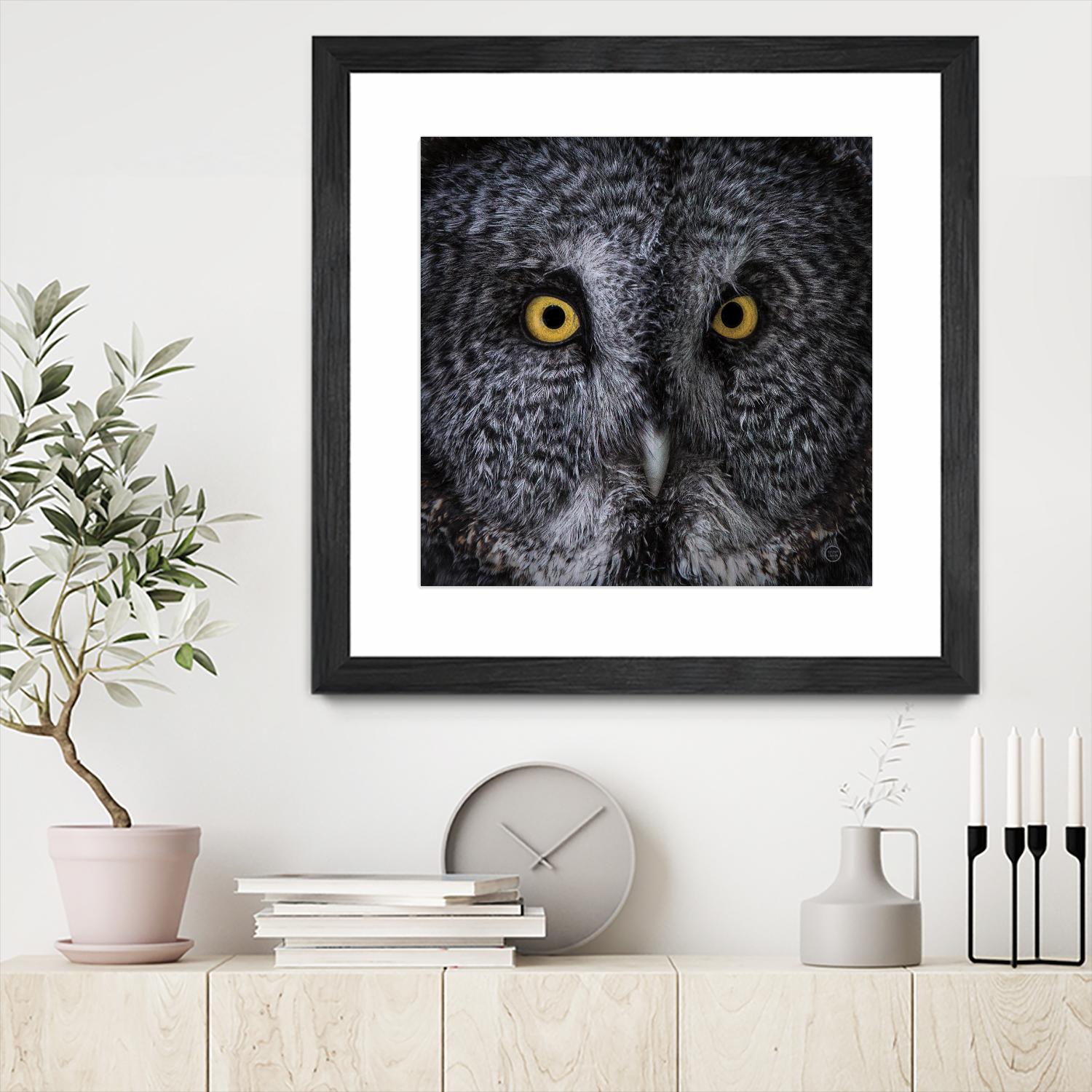 Great Grey Owl by Nathan Larson on GIANT ART - animals animals