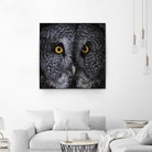 Great Grey Owl by Nathan Larson on GIANT ART - animals animals