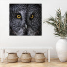 Great Grey Owl by Nathan Larson on GIANT ART - white animals close up
